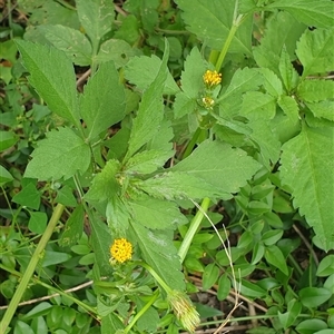 Bidens pilosa at suppressed - suppressed