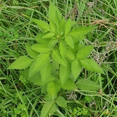 Bidens pilosa at suppressed - suppressed