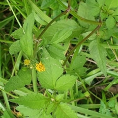 Bidens pilosa at suppressed - suppressed