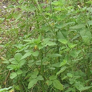 Bidens pilosa at suppressed - suppressed