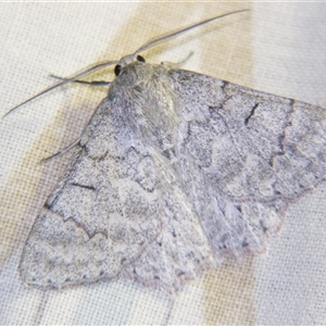 Crypsiphona ocultaria (Red-lined Looper Moth) at Bolivia, NSW - 25 Jan 2007 by PJH123