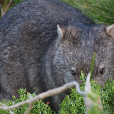 Vombatus ursinus at Tidal River, VIC - 29 Aug 2019 by Jennybach