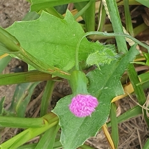 Cyanthillium cinereum at suppressed - suppressed