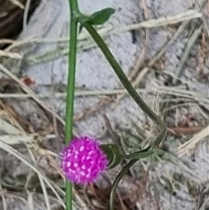 Cyanthillium cinereum at Copmanhurst, NSW - suppressed