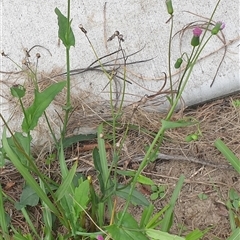 Cyanthillium cinereum at Copmanhurst, NSW - suppressed