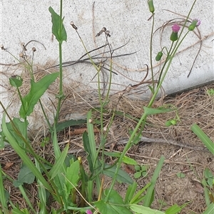 Cyanthillium cinereum at Copmanhurst, NSW - suppressed