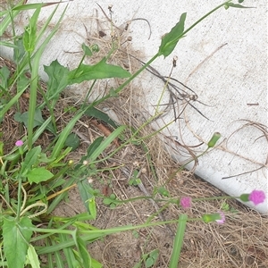 Cyanthillium cinereum at Copmanhurst, NSW - suppressed
