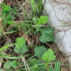 Cyanthillium cinereum at Copmanhurst, NSW - suppressed