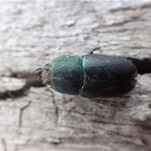 Lamprima aurata at Ballyroe, NSW - suppressed