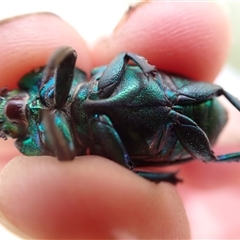 Lamprima aurata at Ballyroe, NSW - suppressed