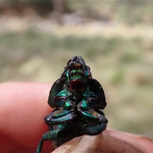 Lamprima aurata at Ballyroe, NSW - suppressed