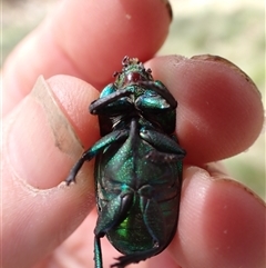 Lamprima aurata at Ballyroe, NSW - suppressed