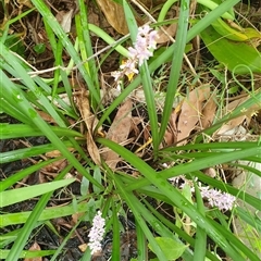 Unverified at suppressed - suppressed