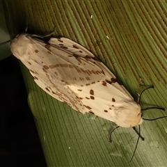 Ardices canescens at Bulli, NSW - 21 Mar 2025 11:08 PM