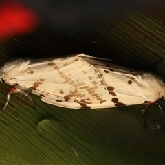 Ardices canescens at Bulli, NSW - 21 Mar 2025 11:08 PM