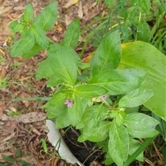 Unverified at suppressed - suppressed