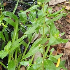 Unverified at suppressed - suppressed