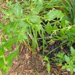 Unverified at suppressed - suppressed