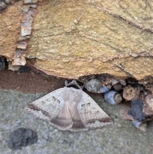 Pantydia sparsa at South Durras, NSW - 22 Mar 2025 09:58 AM