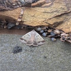 Pantydia sparsa at South Durras, NSW - 22 Mar 2025 09:58 AM