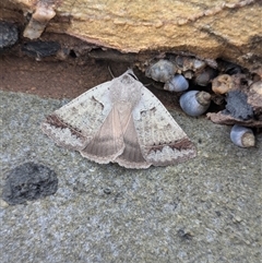 Pantydia sparsa at South Durras, NSW - 22 Mar 2025 09:58 AM