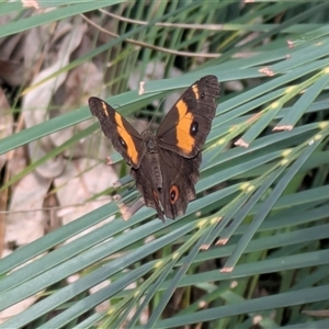Tisiphone abeona at Depot Beach, NSW - 23 Mar 2025 10:48 AM
