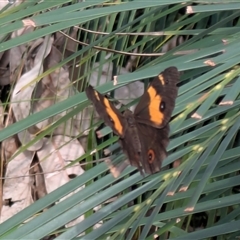 Tisiphone abeona at Depot Beach, NSW - 23 Mar 2025 10:48 AM