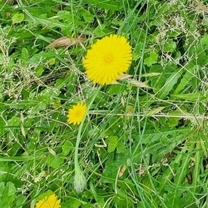 Hypochaeris radicata at Copmanhurst, NSW - suppressed
