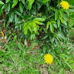 Hypochaeris radicata at Copmanhurst, NSW - suppressed