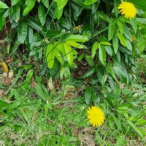 Hypochaeris radicata at Copmanhurst, NSW - suppressed