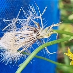Hypochaeris radicata at Copmanhurst, NSW - suppressed