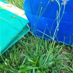 Hypochaeris radicata at suppressed - suppressed