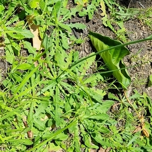 Hypochaeris radicata at Copmanhurst, NSW - suppressed