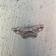 Scioglyptis lyciaria (White-patch Bark Moth) at Dunlop, ACT by Jennymec