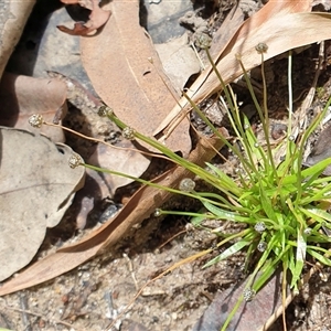 Eriocaulon scariosum at Copmanhurst, NSW - suppressed