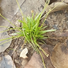 Eriocaulon scariosum at suppressed - suppressed