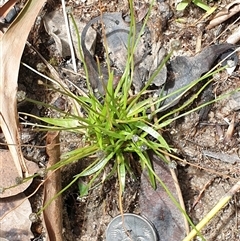 Eriocaulon scariosum at suppressed - suppressed