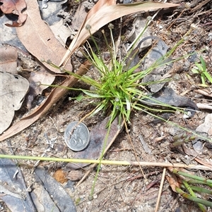 Eriocaulon scariosum at Copmanhurst, NSW - suppressed