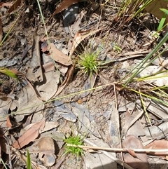 Eriocaulon scariosum at suppressed - suppressed