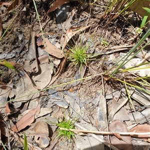 Eriocaulon scariosum at Copmanhurst, NSW - suppressed
