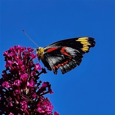 Delias nigrina (Black Jezebel) at Braidwood, NSW - Yesterday by MatthewFrawley