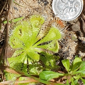 Drosera burmanni at suppressed - suppressed