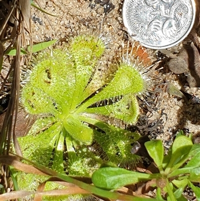 Drosera sp. by MazzV