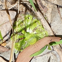 Drosera burmanni at suppressed - suppressed