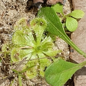 Drosera burmanni at suppressed - suppressed