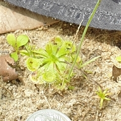 Drosera burmanni at suppressed - suppressed