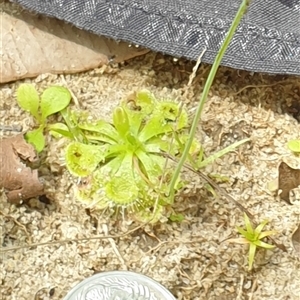 Drosera burmanni at suppressed - suppressed