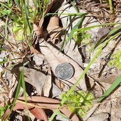 Drosera burmanni at suppressed - suppressed