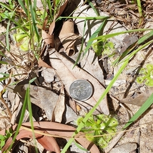 Drosera burmanni at suppressed - suppressed