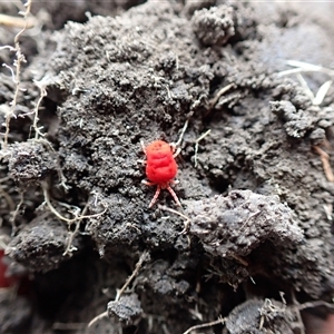 Trombidiidae (family) at Ballyroe, NSW - suppressed